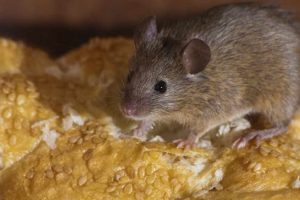 ¿Cómo hacer repelentes naturales de ratones?