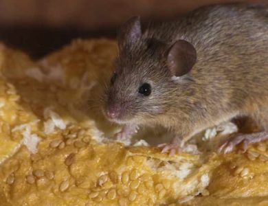 Repelentes naturales de ratones