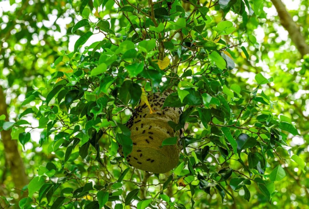 nido de abejorro