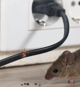 Ratón en la casa