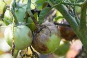 ¿Cómo combatir el tizón tardío del tomate? 11 Consejos