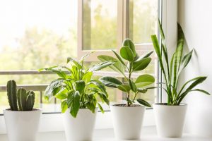 10 plantas que absorben la humedad
