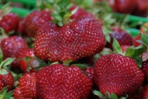 Las 5 mejores variedades de fresas para cultivar