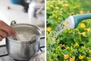 ¿Cómo usar el agua de cocción de los alimentos en el jardín?