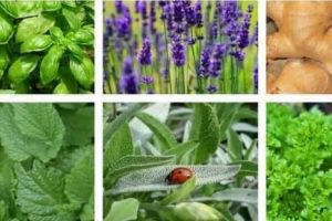 11 plantas medicinales para cultivar en tu jardín